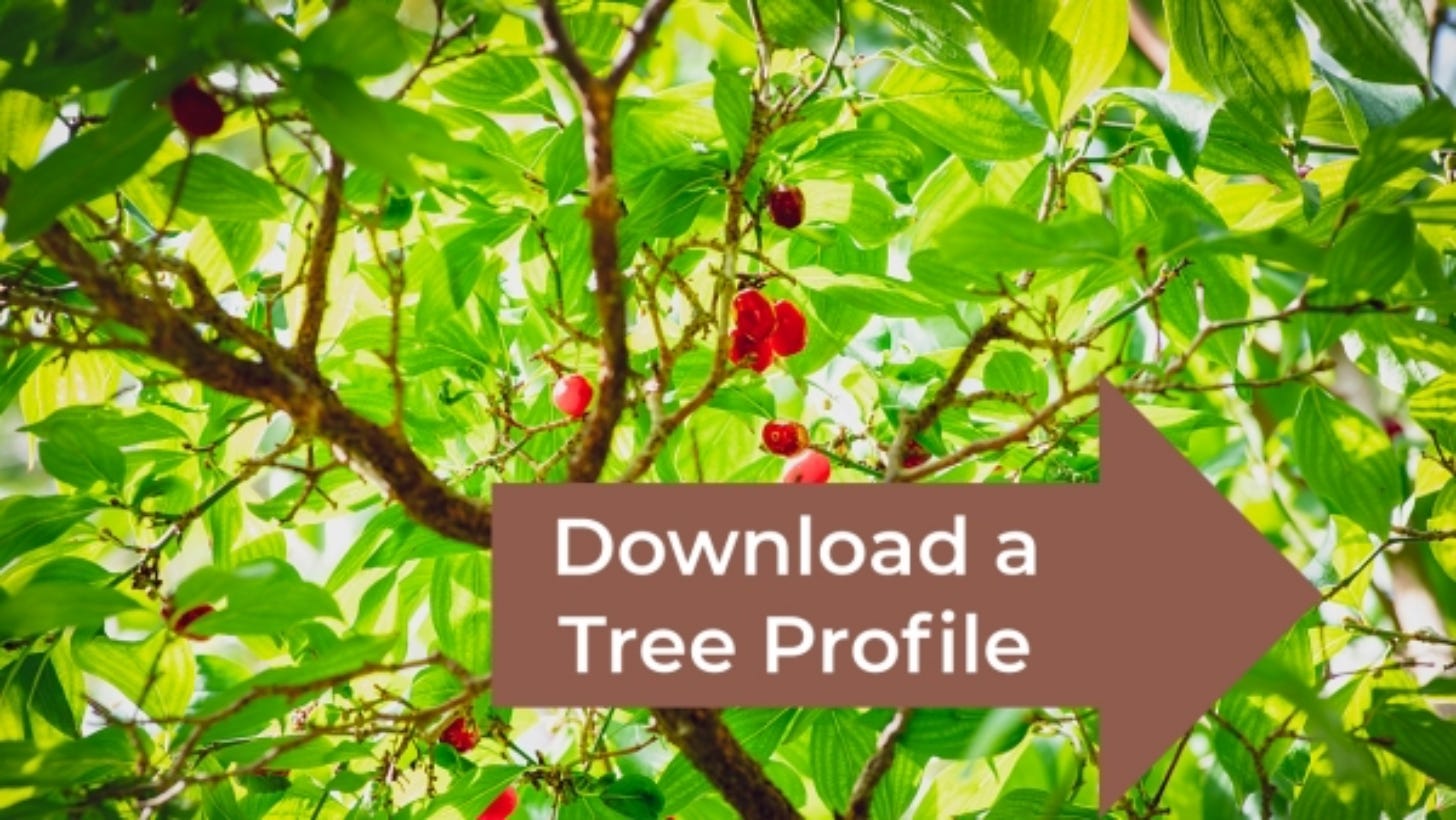 Image of tree fruit and invitaiton to download tree profile