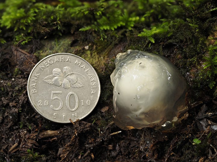 gelatinous fungus ball