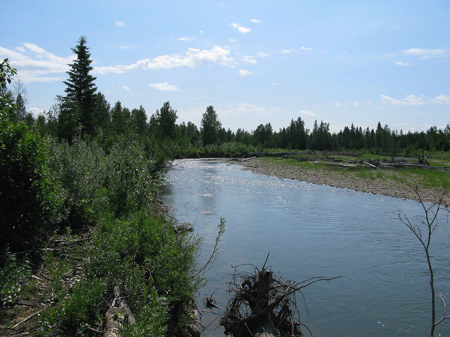 A view of the James River in the Alberta foothills, showing the river and its wooded banks.
