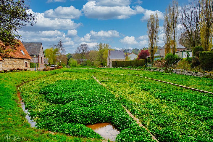 Watercress fields