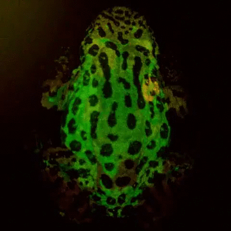 maging of pulse waves on the surface of the hand and a frog by holographic photoplethysmography 