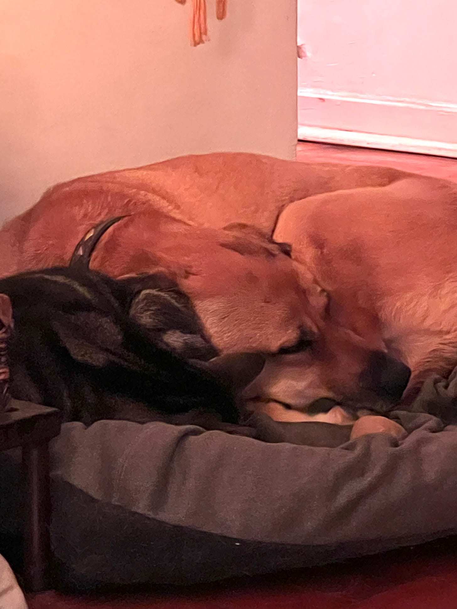 Cachorro Caramelo Batista deitado em sua cama, e ao lado da cabeça dele, está o gato tigrado Fortunato, deitado todo fofinho.