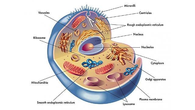 BGU ResearchersDiscover How Proteins ‘Talk’ to Each Other Inside Human Cells – Jewish Business News