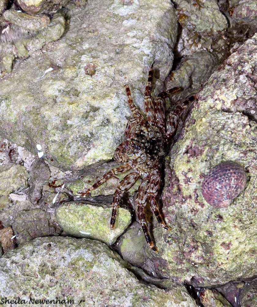 Tidal Spray Crab Tidal Spray Crab