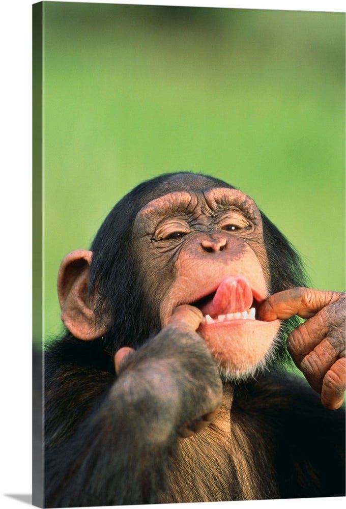 Chimpanzee