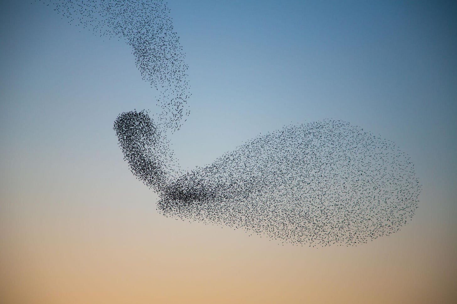 Starlings murmuring creating unusual shape in the sky Starlings murmuring creating unusual shape in the sky