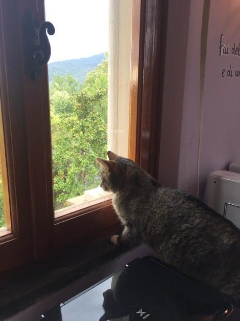 bird-watching cat