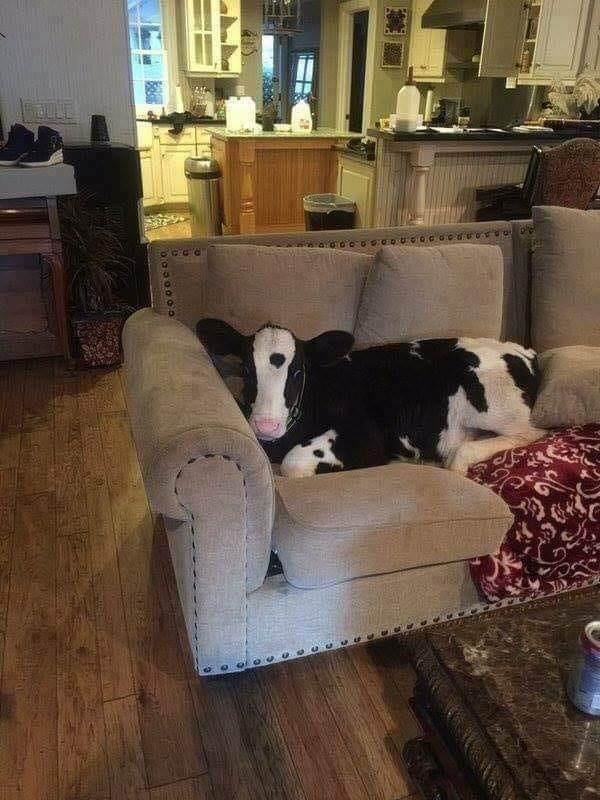My dog is acting strange today - Credit: Reddit/u/MetalW0lf My dog is acting strange today - Credit: Reddit/u/MetalW0lf