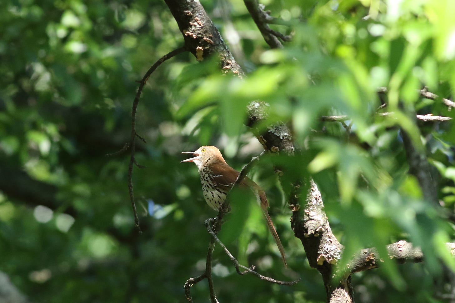 A singing brown thrasher in profile, looking to the left, in the midground and   center of a photo otherwise filled with the branches and leaves high in the canopy. The sun spotlights the bird, whose long bill is open in song. The bird's yellow eye is clear and focused. The bird’s plumage is a rich, warm russet-brown on the head, back, and long tail, with white underparts heavily marked with dark, tear-drop shaped streaks.