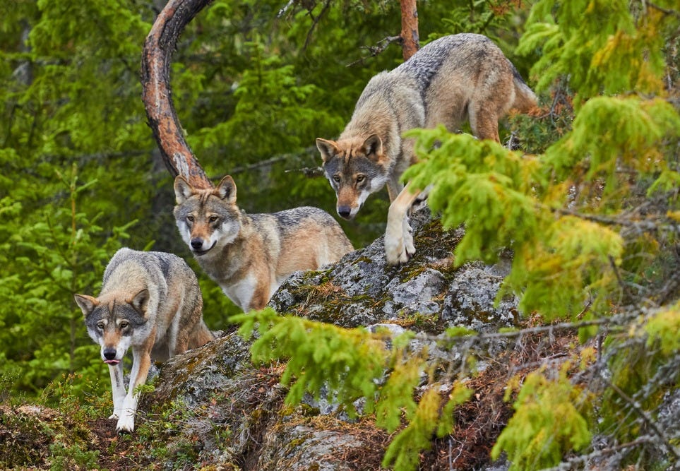 wolf in forest hunting patrol