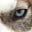 Woofs & Wisdom's avatar