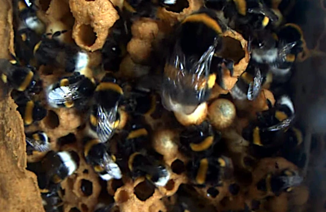 A bumblebee nest, with a large queen prominent in the foreground. Storage cells are also visible. A bumblebee nest, with a large queen prominent in the foreground. Storage cells are also visible.