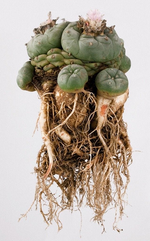 This may contain: a bunch of green plants with roots on them