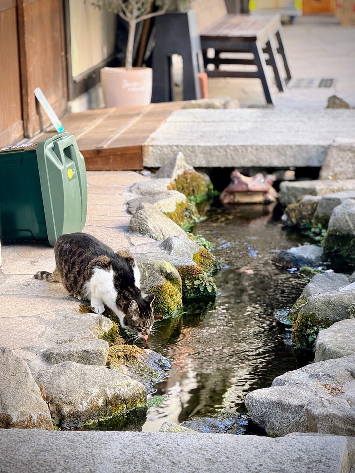 Nawate Shopping Street in Matsumoto, left is a cat drinking water and right is a frog statue