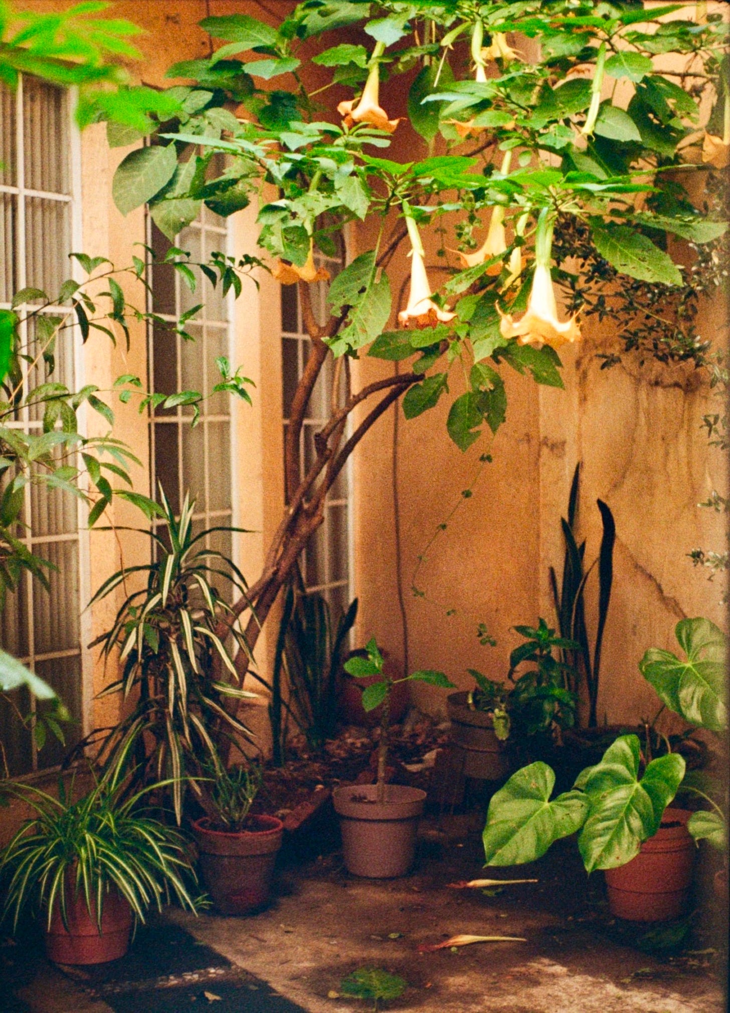 A small courtyard filled with potted plants and a flowering tree with large trumpet-shaped blossoms, against a sunlit wall with tall windows. Photo by Georges Yazbek