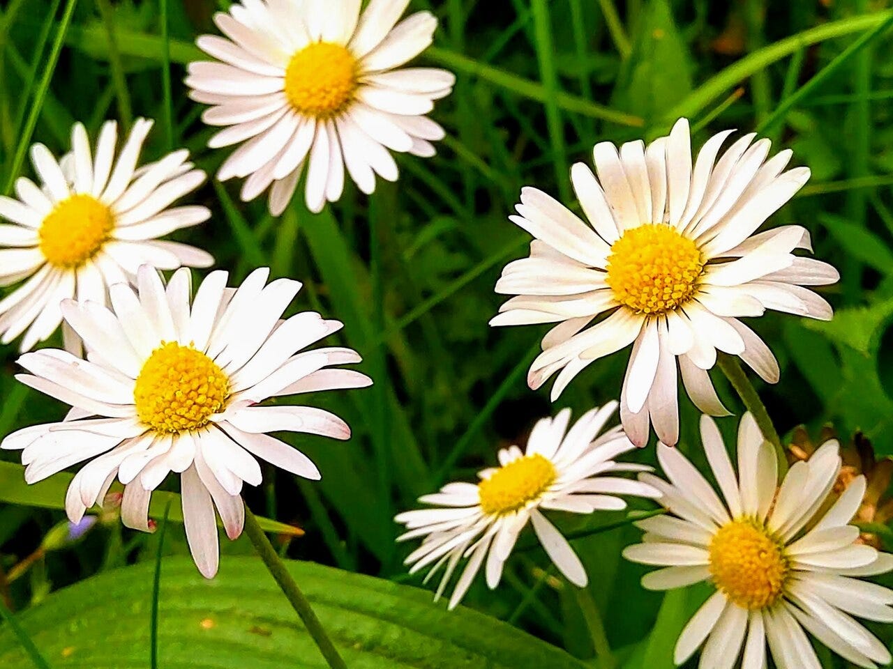 Daisies in the grass