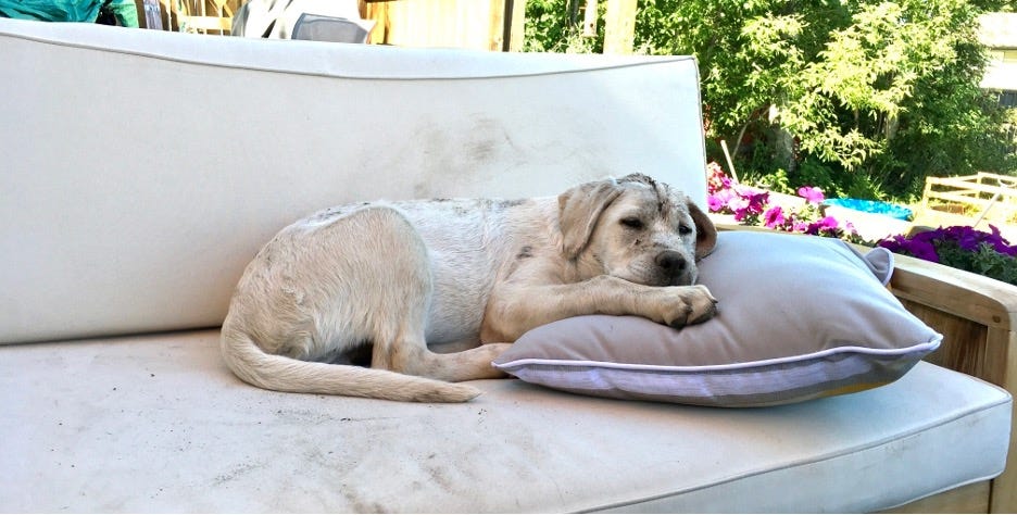 Dirty white dog lying on a dirty white couch. The dog lives with Babs, his name is Journey and in the photo he is about 6 months old.