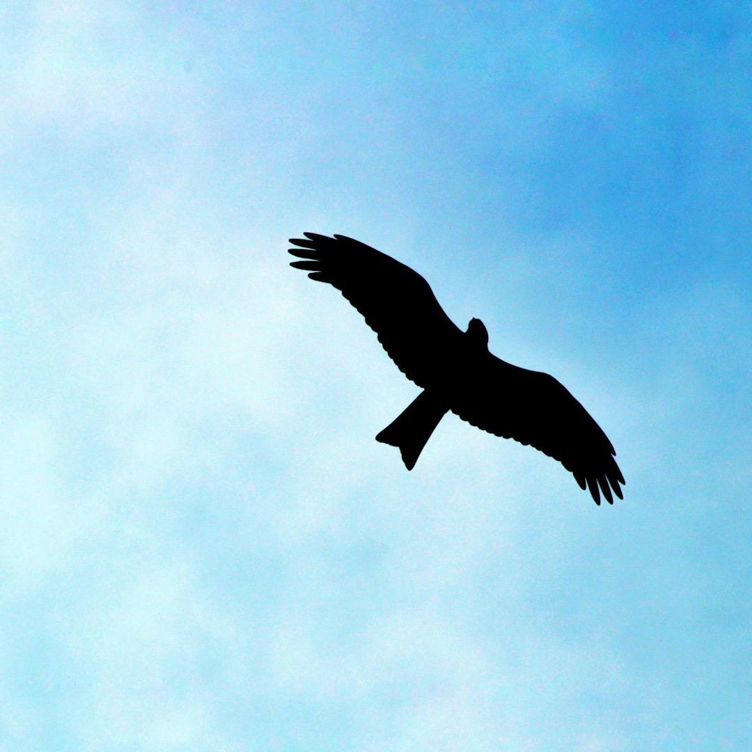 A silhouette of a bird flying in the sky