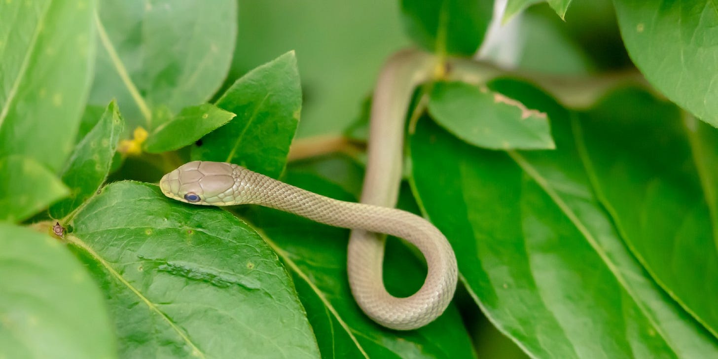 juvenile snale on a leaf juvenile snale on a leaf