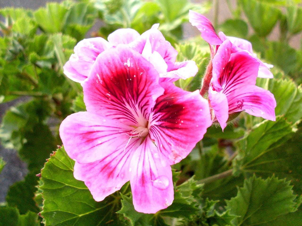 pelargonium