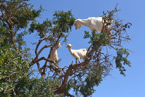 Scenes from Morocco featuring traditional architecture, vibrant souks, and cultural details - from geometric mosaic floors and colorful markets to local artisans and the famous goats in argan trees.