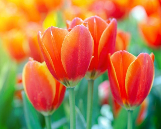 Tulips