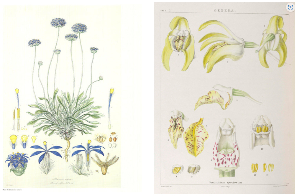 A close-up of a plant

AI-generated content may be incorrect.