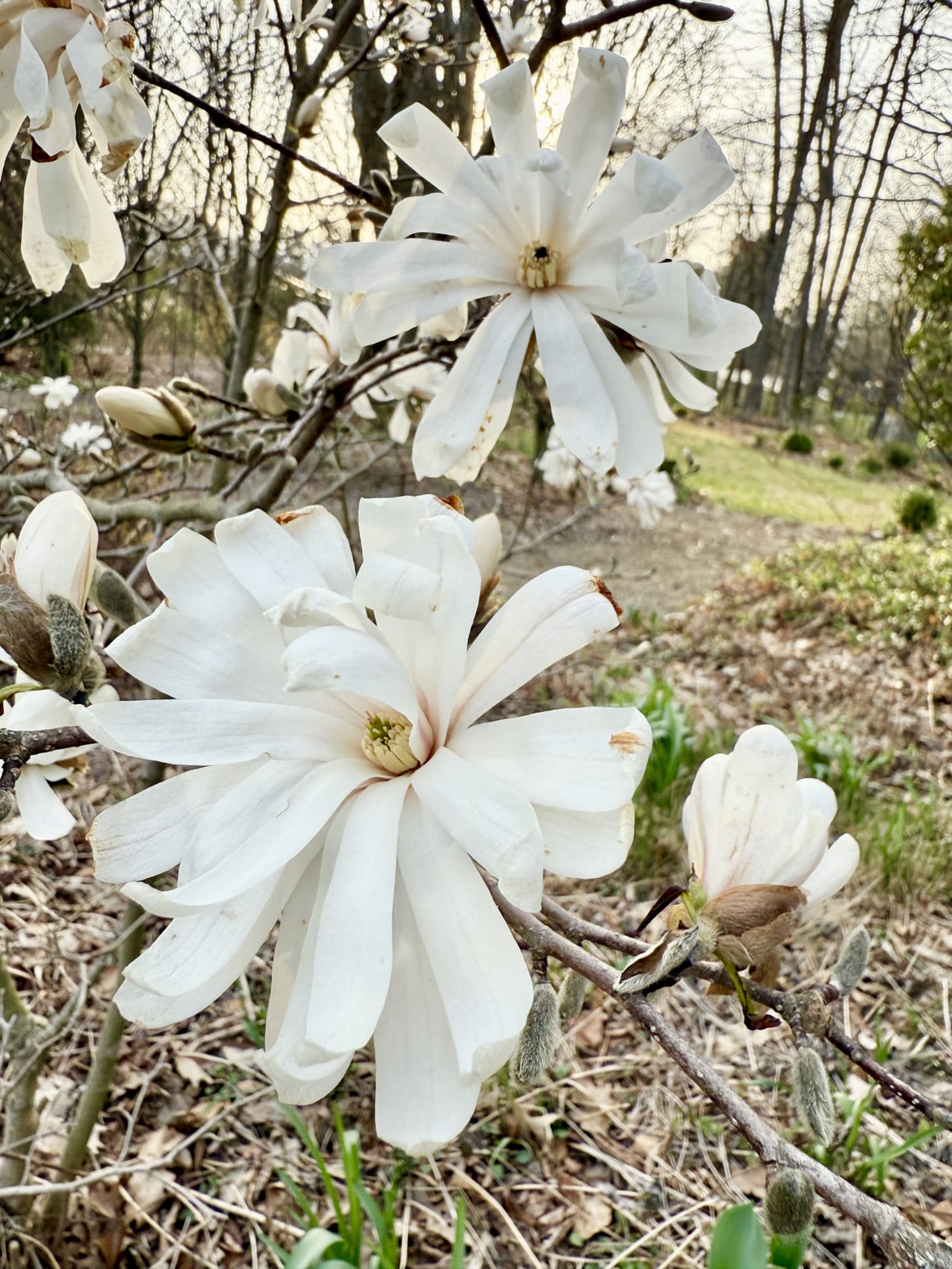 Lightly frosted but still beautiful, the star Magnolia, Magnolia stellata