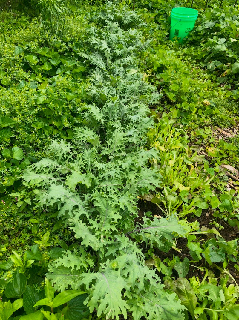 Red Russian Kale May 22