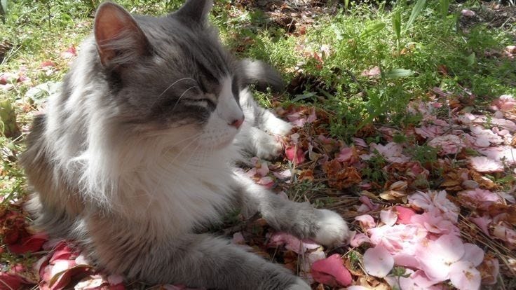 This may contain: a gray and white cat laying on top of leaves in the grass next to flowers This may contain: a gray and white cat laying on top of leaves in the grass next to flowers