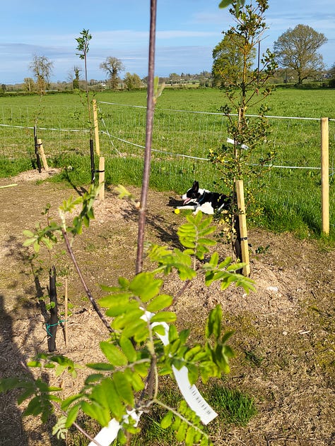 Six pictures showing cherry blossom, plants with dead leaves and new growth, first leaves from newly planted trees, and flowers on shrubs