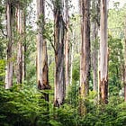 The Magnificent Mountain Ash