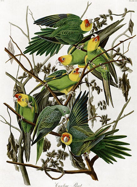 File:AudubonCarolinaParakeet2.jpg File:AudubonCarolinaParakeet2.jpg