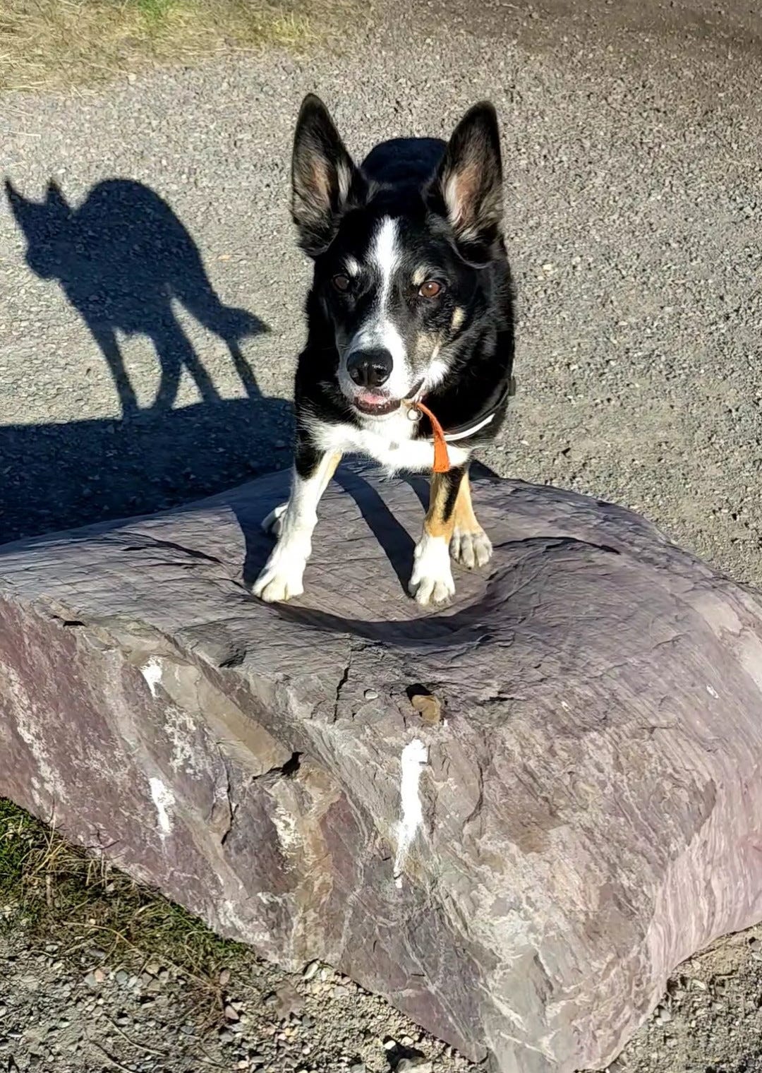 Dog standing on a rock, his shadow reflected facing the other way on the ground.