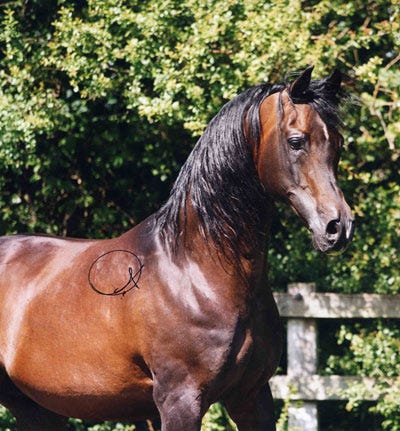 Pilot (Fawor x Pipi)