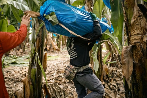 Workers in action on a banana plantation.  