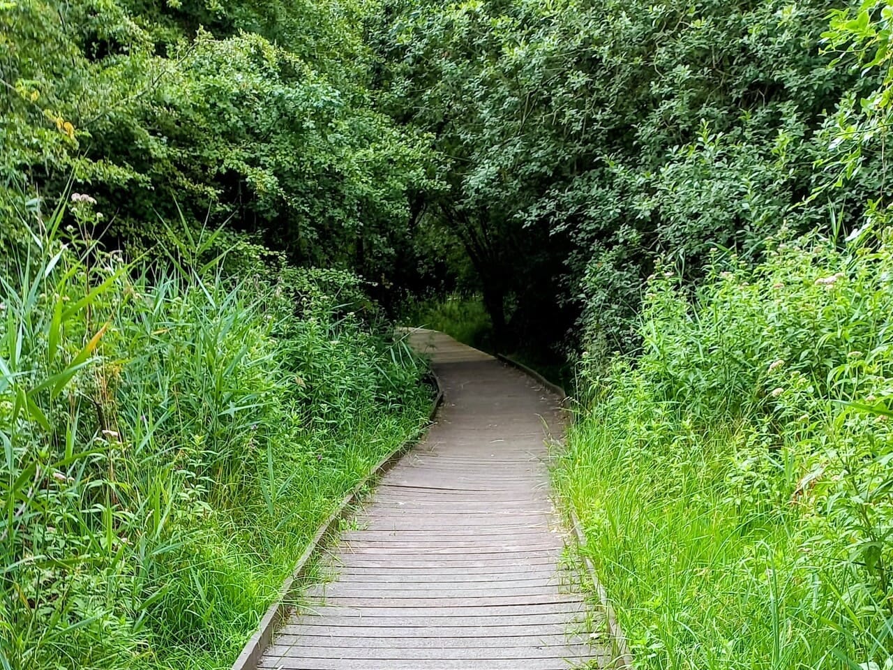Board walk path through nature reserve Board walk path through nature reserve