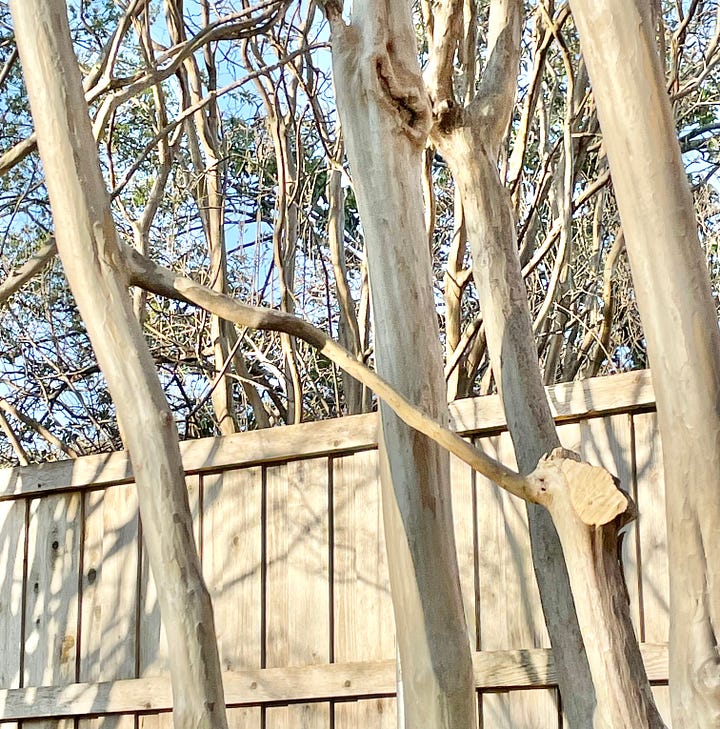 Four photos showing (from various angles) two vertical branches of the tree fully connected by a single horizontal branch