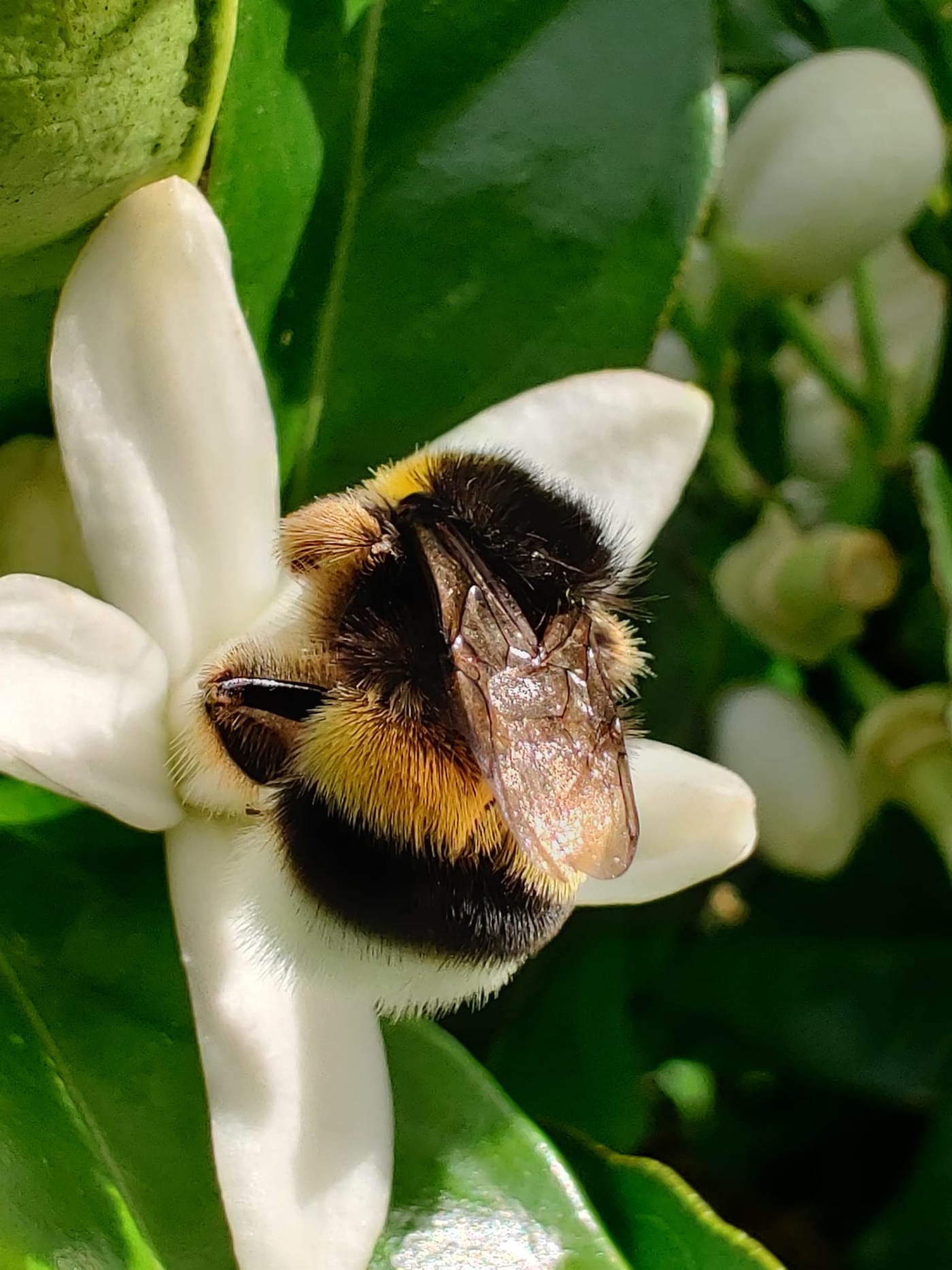 un abejorro gordito y peludo en la flor de un naranjo