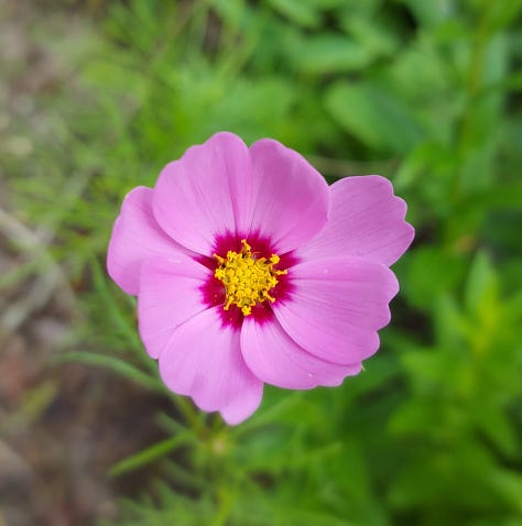 Summer flower pictures
