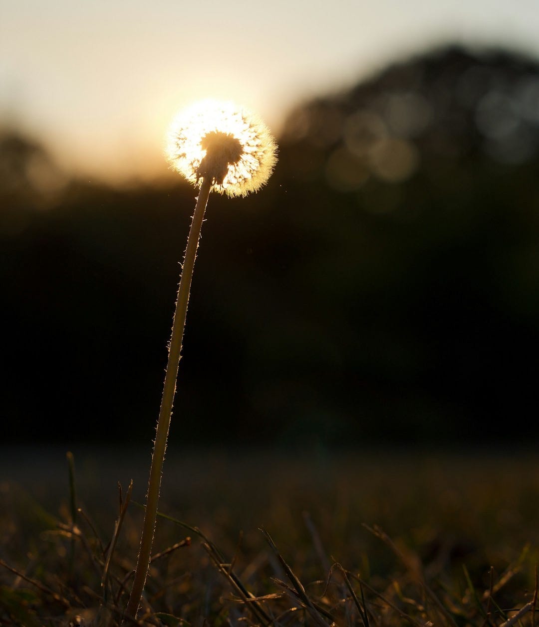 white dandelion in close up photography white dandelion in close up photography