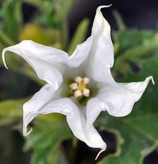 Datura stramonium