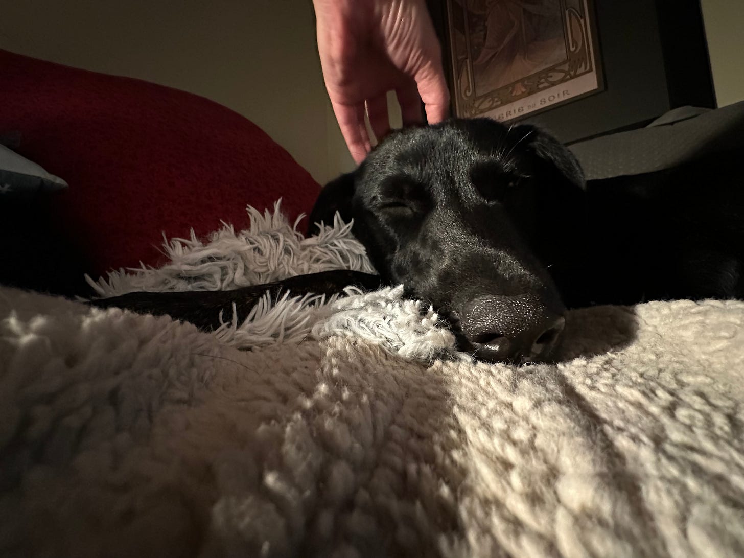 A black dog receives a head scratch with eyes closed; he is snuggled on cream-colored blanket with a red pillow in the background.