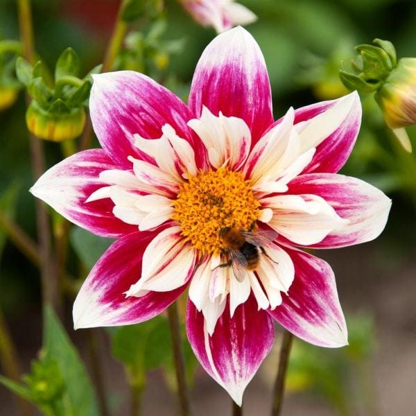 Dahlia 'Fashion Monger' | White Flower Farm