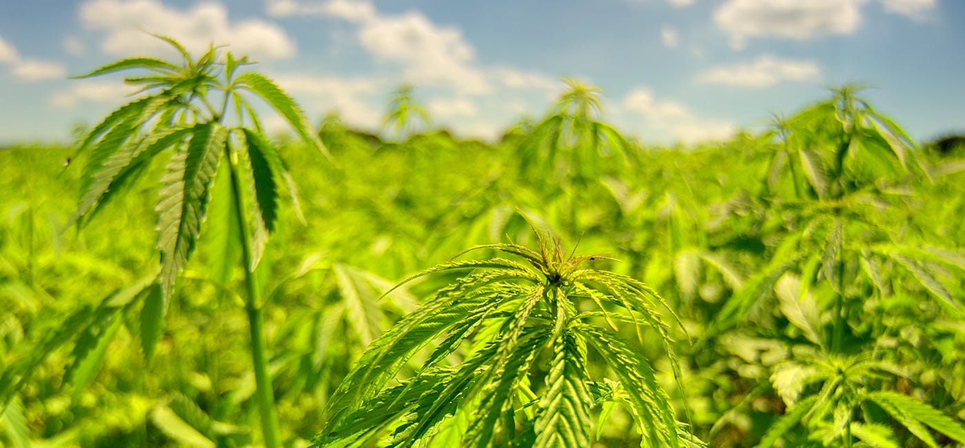 Texas Cannabis: A Look Ahead to Legalization and Beyond - 420 CPA