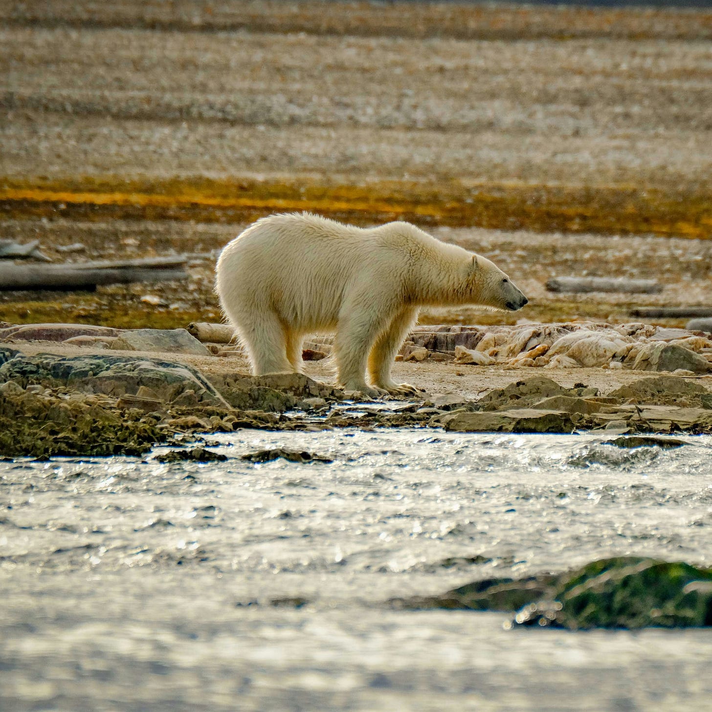A polar bear pauses next to a river in an arctic tundra. The river is in the foreground, leading to the polar bear in middle-distance, standing on all fours and looking to the right. The background shows a rocky landscape of browns, golds, and greys. 