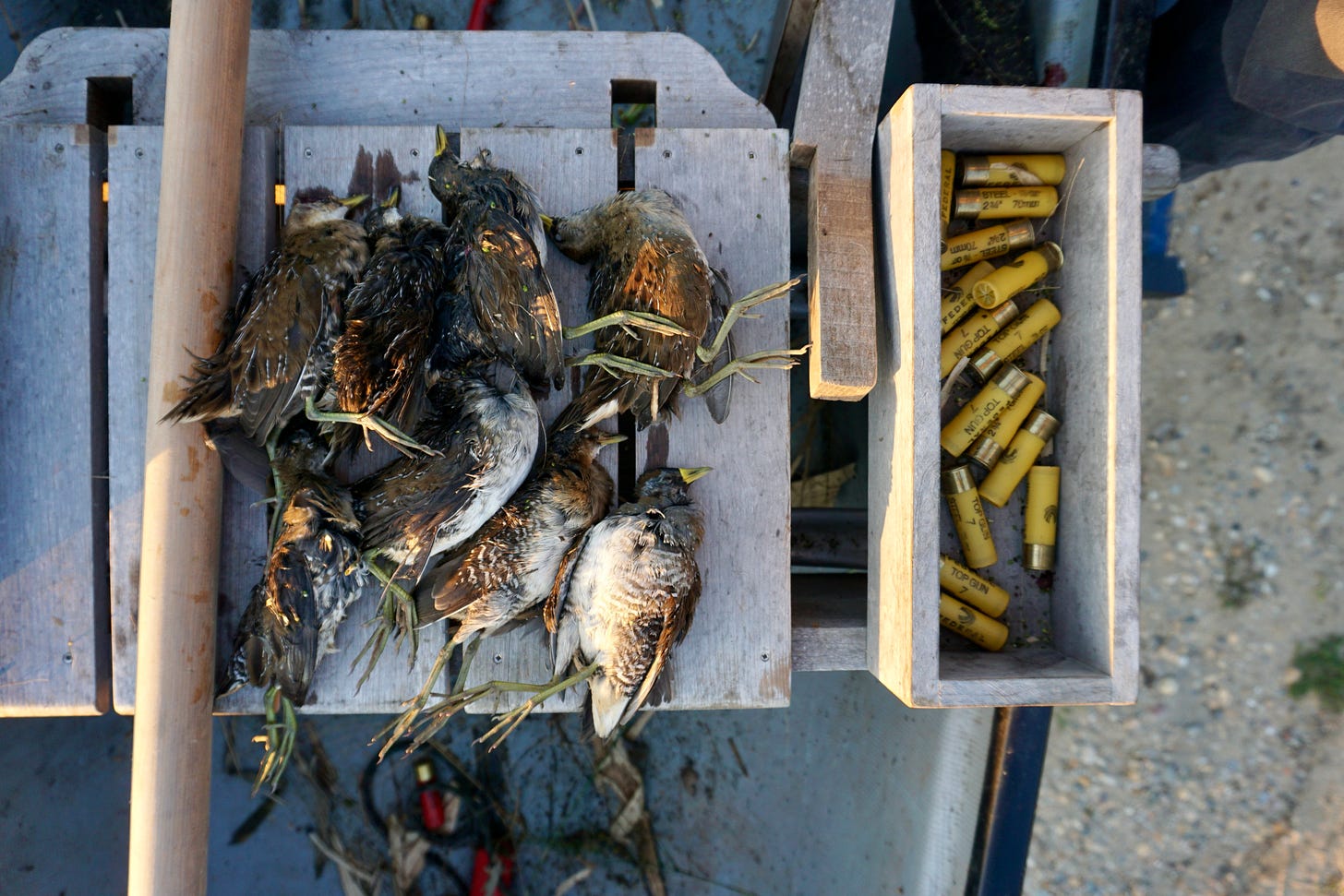 eight dead sora rails in a poling skiff next to shotgun shells. 