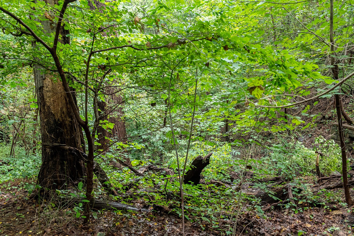 ID: The glade of the Alley Pond Giant in Alley Pond Park, Queens