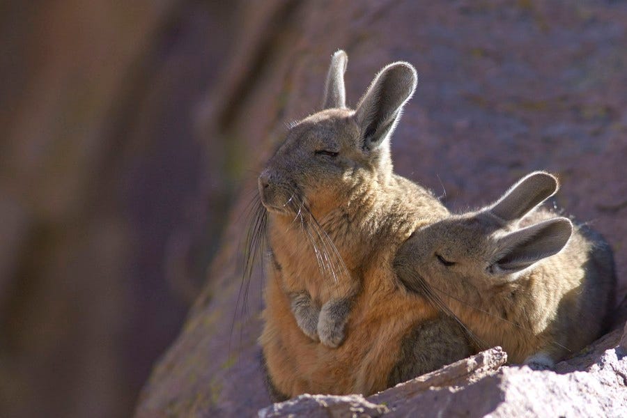 Two small rabbit-like animals rest together on a rock. Two small rabbit-like animals rest together on a rock.
