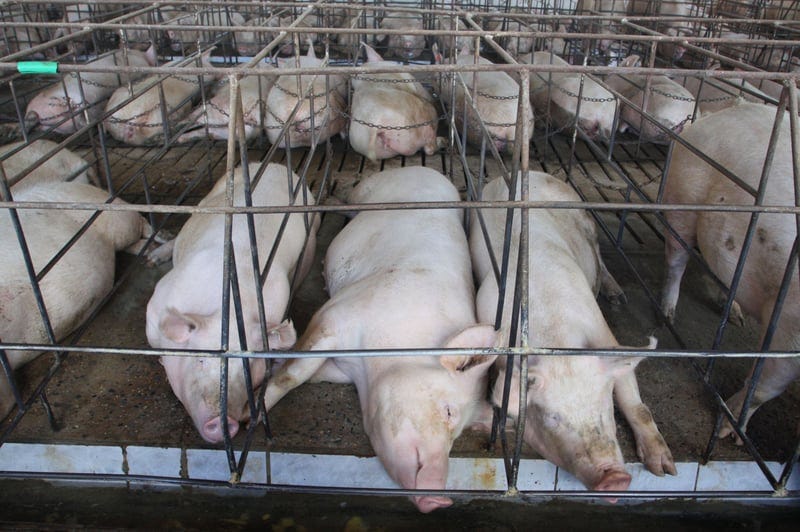 Mother pigs in cages on a factory farm - Pigs in farming - World Animal Protection Mother pigs in cages on a factory farm - Pigs in farming - World Animal Protection
